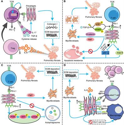 The role of PD-1/PD-L1 axis in idiopathic pulmonary fibrosis: Friend or foe?